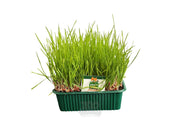 Dyrket Kattegress fra Erbapiù