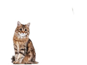 Hvit Ferplast Swing Microchip katteluke med en brunstripet katt ved siden av.