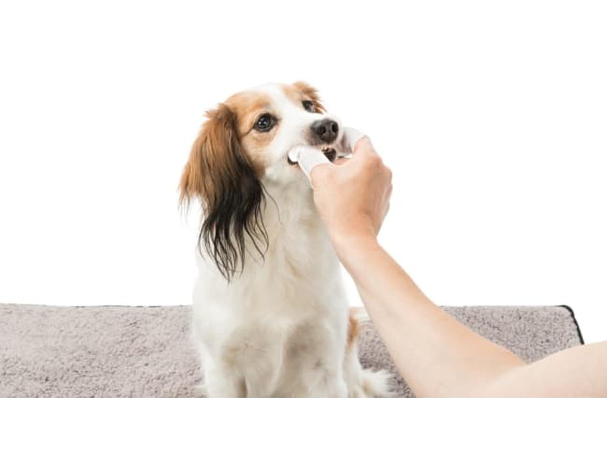 Person bruker hvit fingertannserviett for å rense tennene til en hund.
