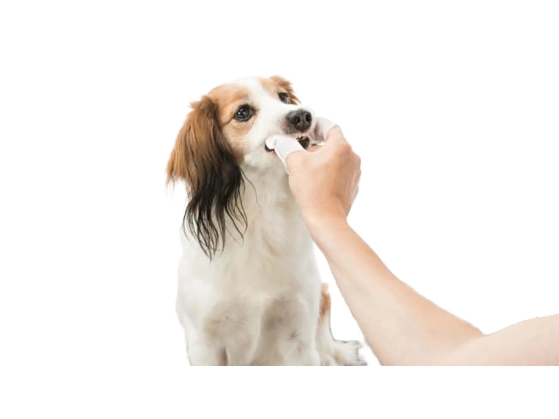 Person bruker hvit fingertannserviett for å rense tennene til en hund.