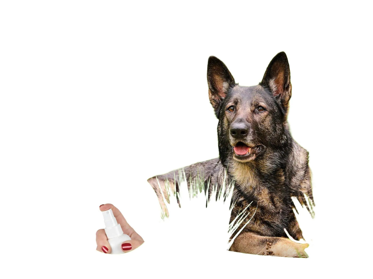 Tysk Schäferhund ligger i gresset med en hvit sprayflaske i en sirkel.