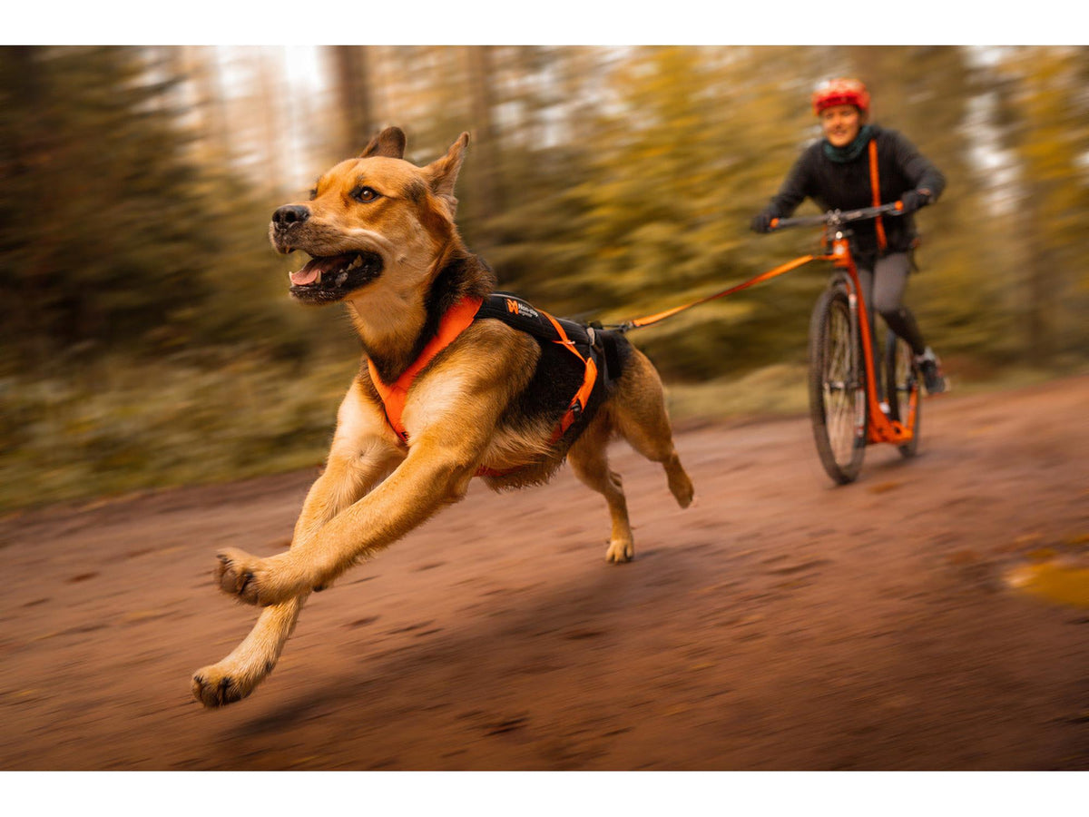 Non-stop dogwear Freemotion harness 5.0 trekksele – Aqua/rosa – modellen vist i annen farge