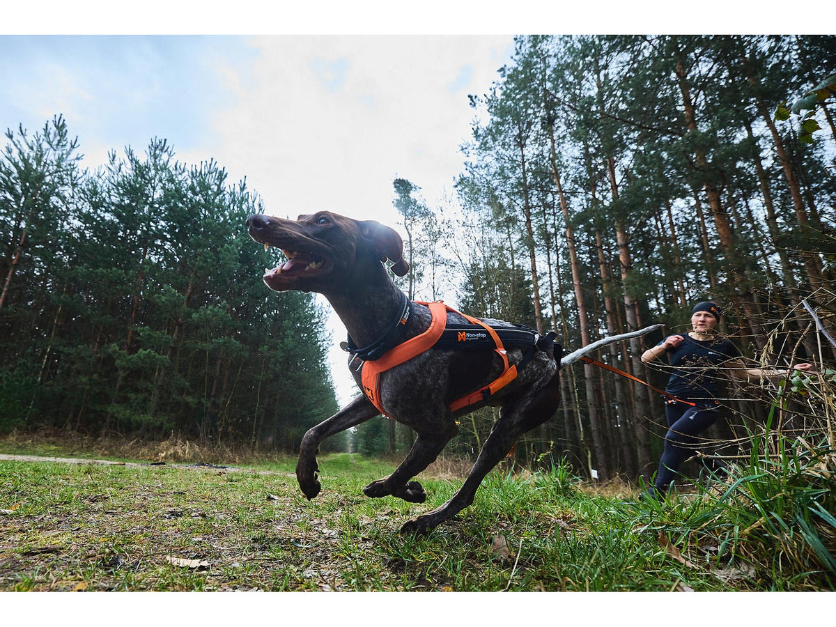 Non-stop dogwear Freemotion harness 5.0 trekksele – Aqua/rosa – modellen vist i annen farge