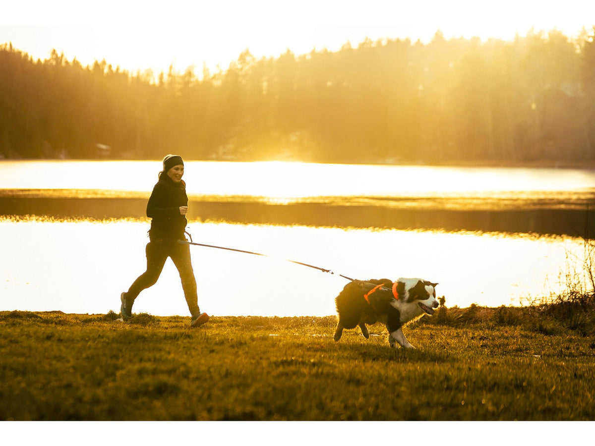 Non-stop dogwear Freemotion harness 5.0 trekksele – Aqua/rosa – modellen vist i annen farge