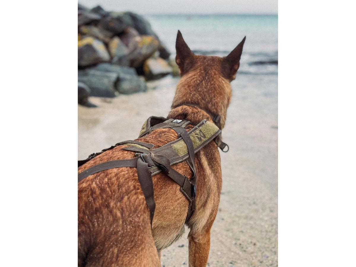 Non-stop dogwear Freemotion harness WD trekksele – Oliven