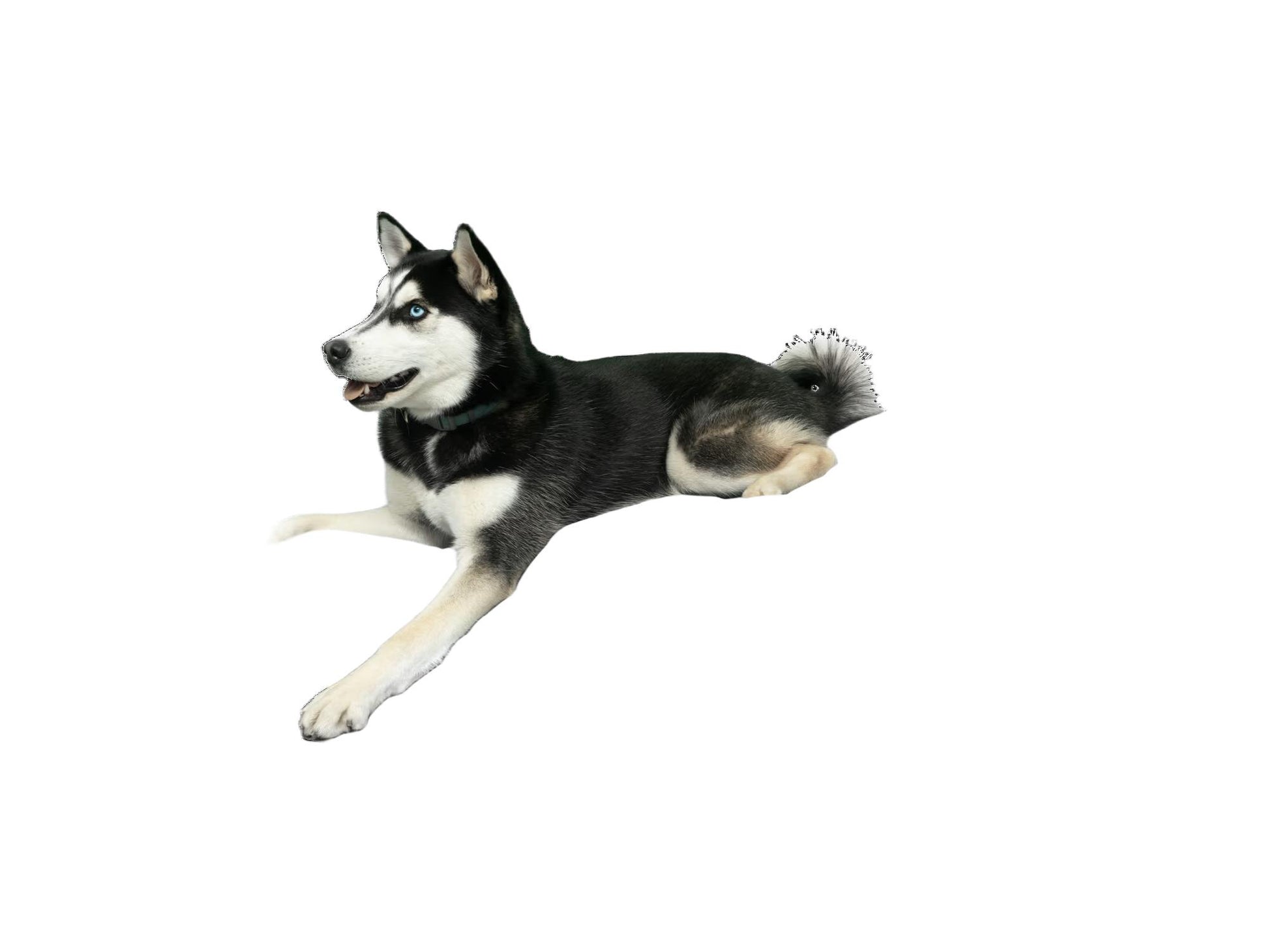 Siberian Husky som ligger på en komfortabel, grå rektangulær hundeseng med slitesterkt tekstiltrekk.