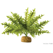 Boston Fern