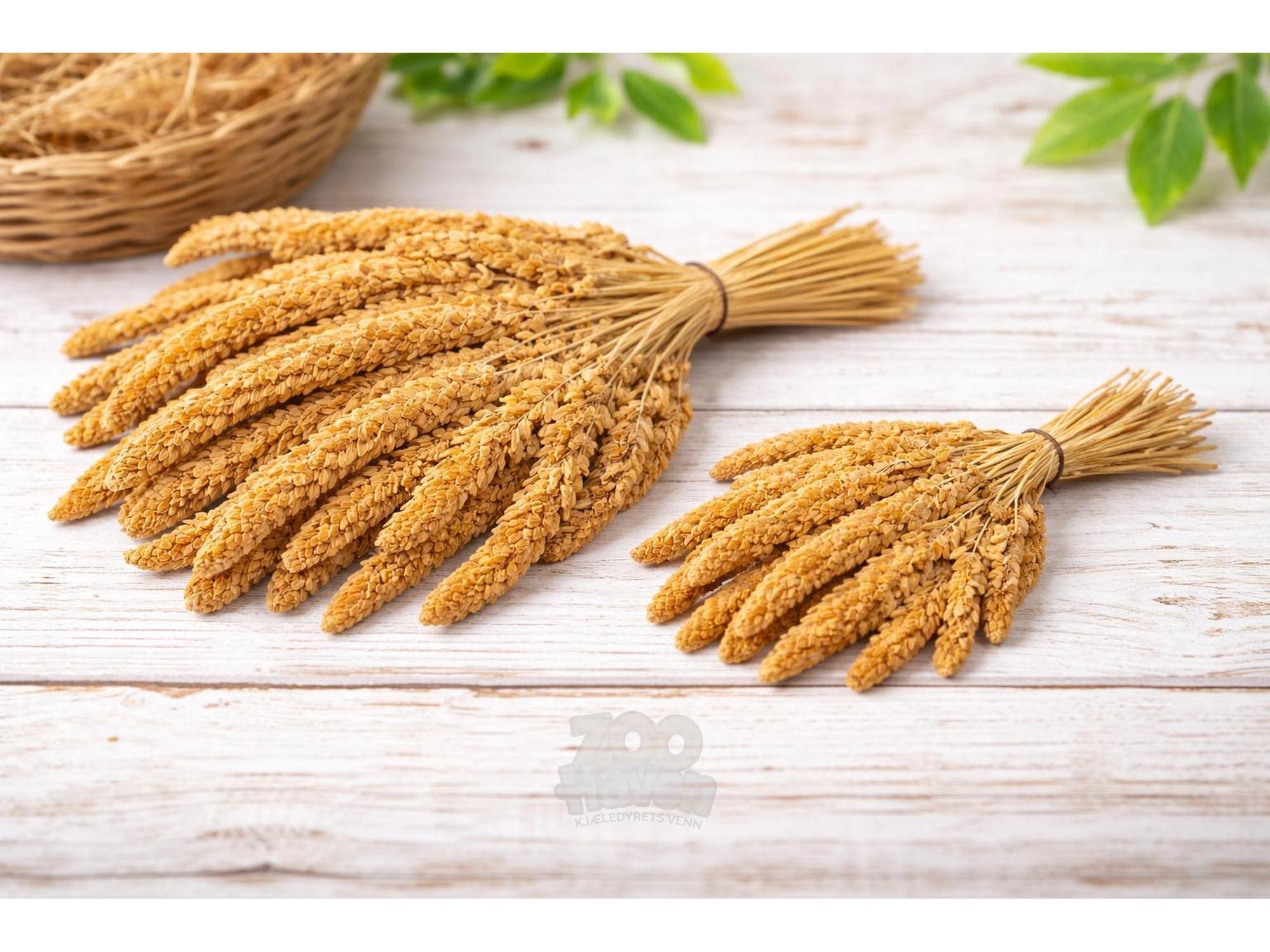 Hirskolv Fransk XL 500 g Naturlig Tilskuddsfôr til Fugler