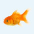 Fisk
