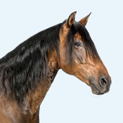 Hest