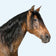 Hest