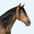 Hest