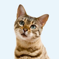 Katt