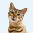 Katt