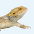 Reptil