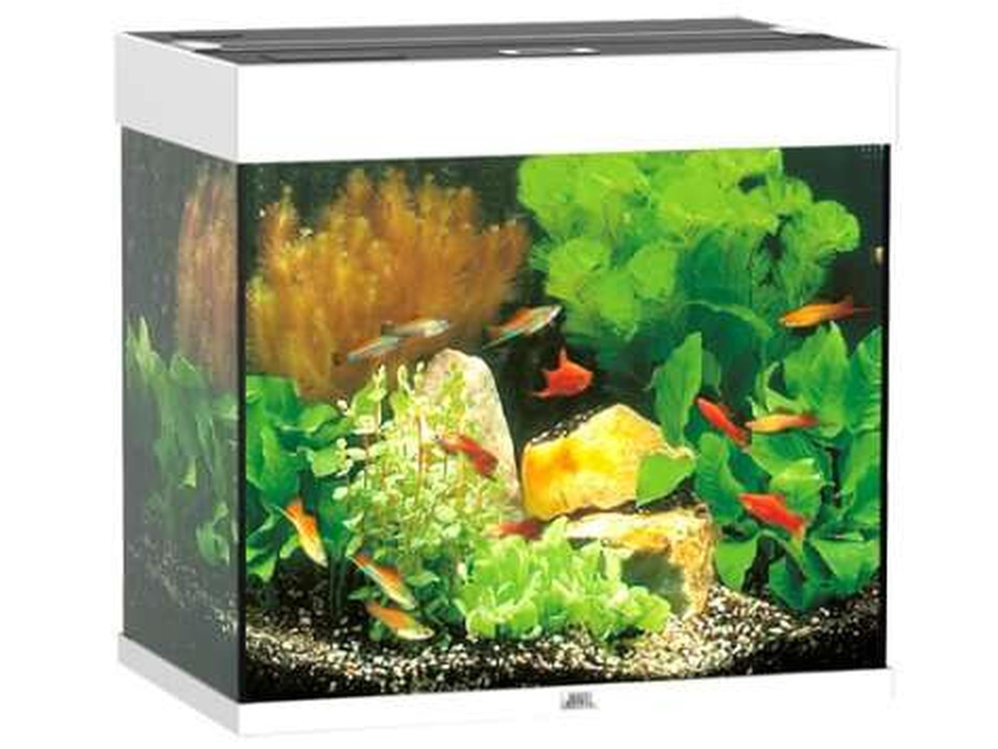 Juwel Lido 120L akvarium i hvitt, med kubisk design, planter og fargerike fisker.