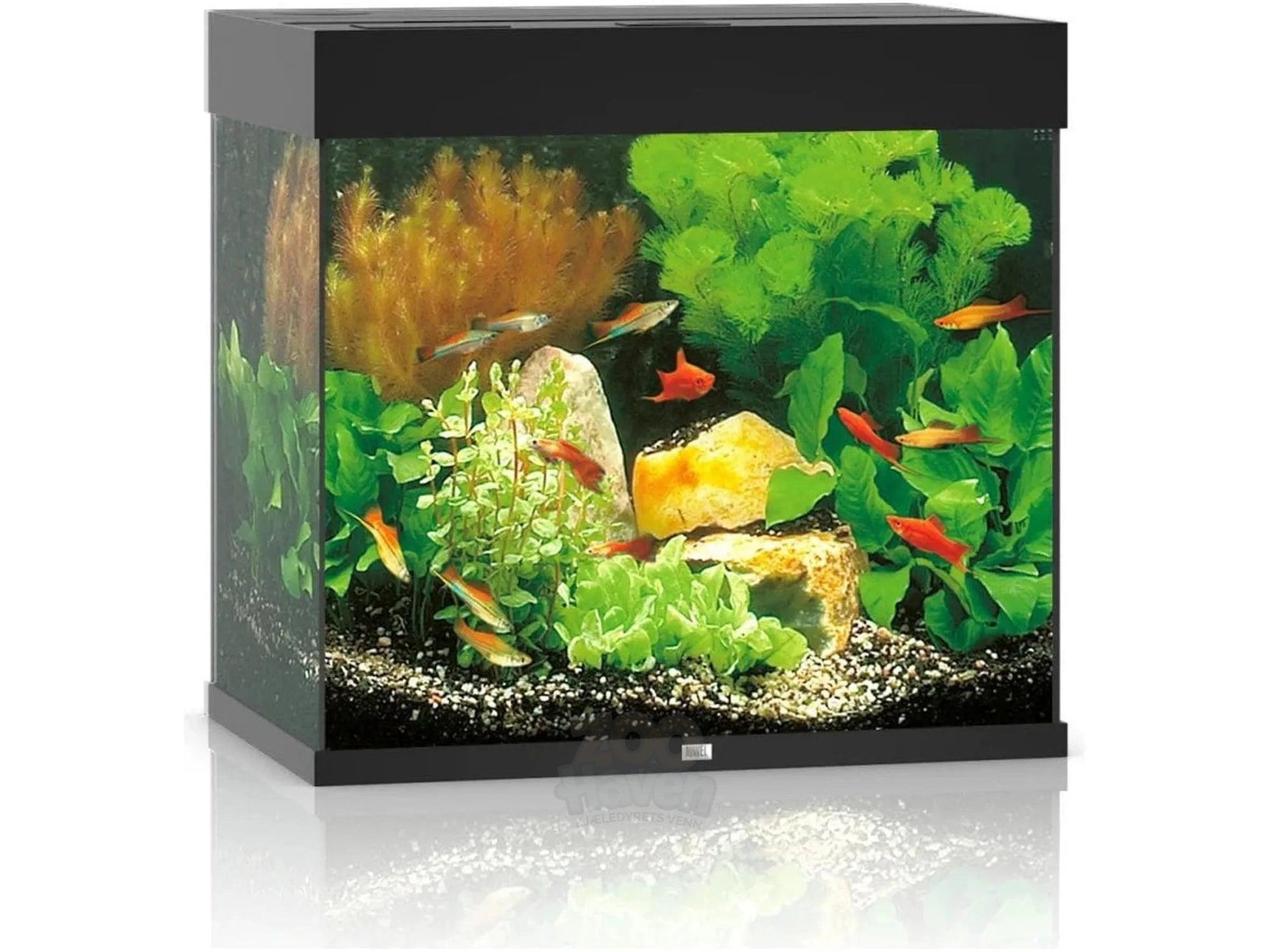 Juwel Lido 120L-200L kubisk akvarium i svart, med planter, steiner og fargerike fisker.