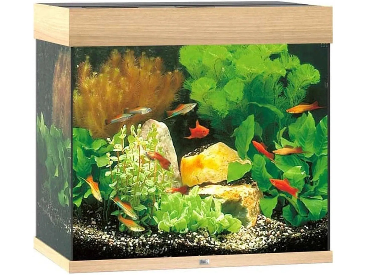 Juwel Lido 120L akvarium i eik, kubisk design med planter og fargerike fisker.