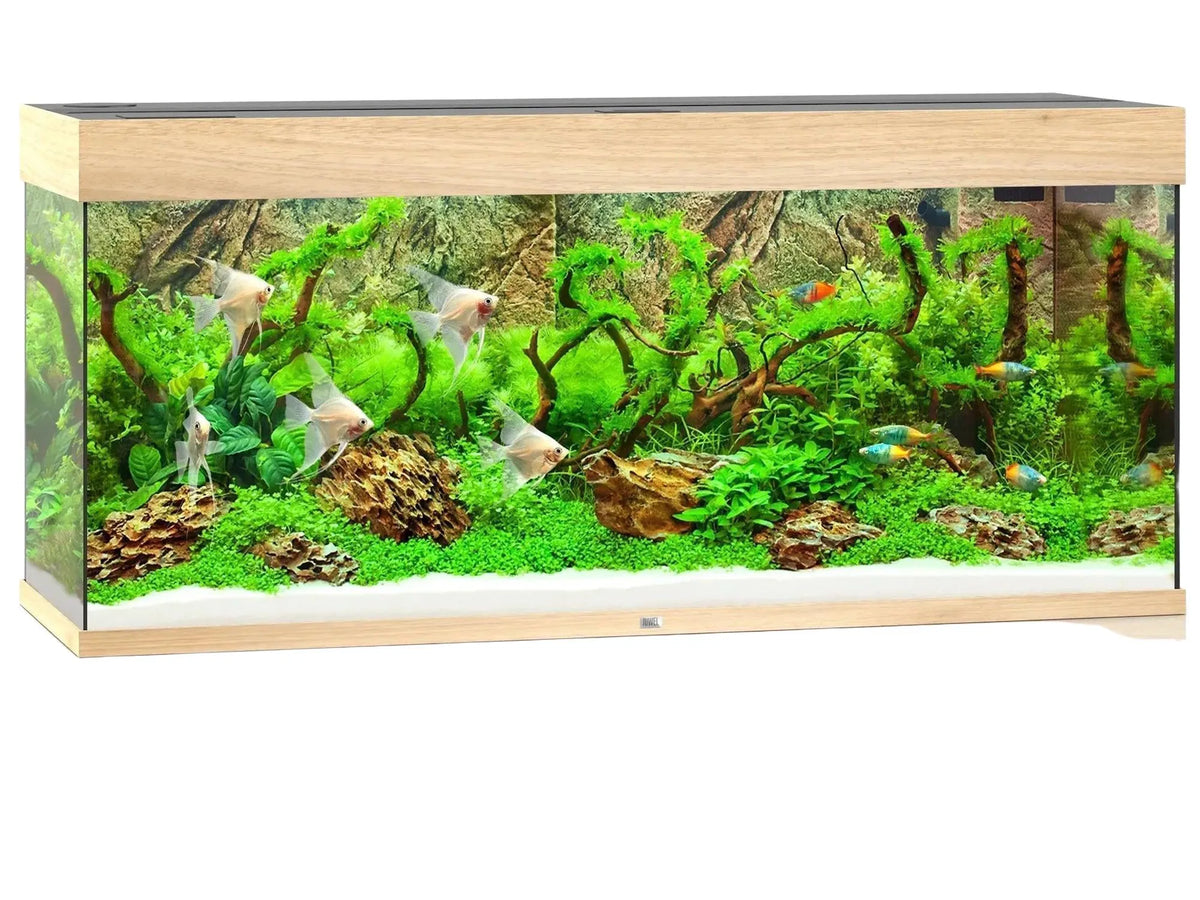 Juwel Rio akvarium i eik, fylt med grønne planter, steiner og flere englefisk.