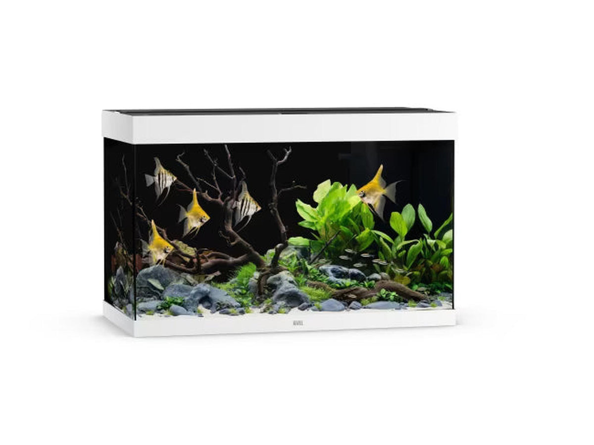 Juwel Rio 125L-450L akvarium i hvit, med fisk, planter og tredekor.
