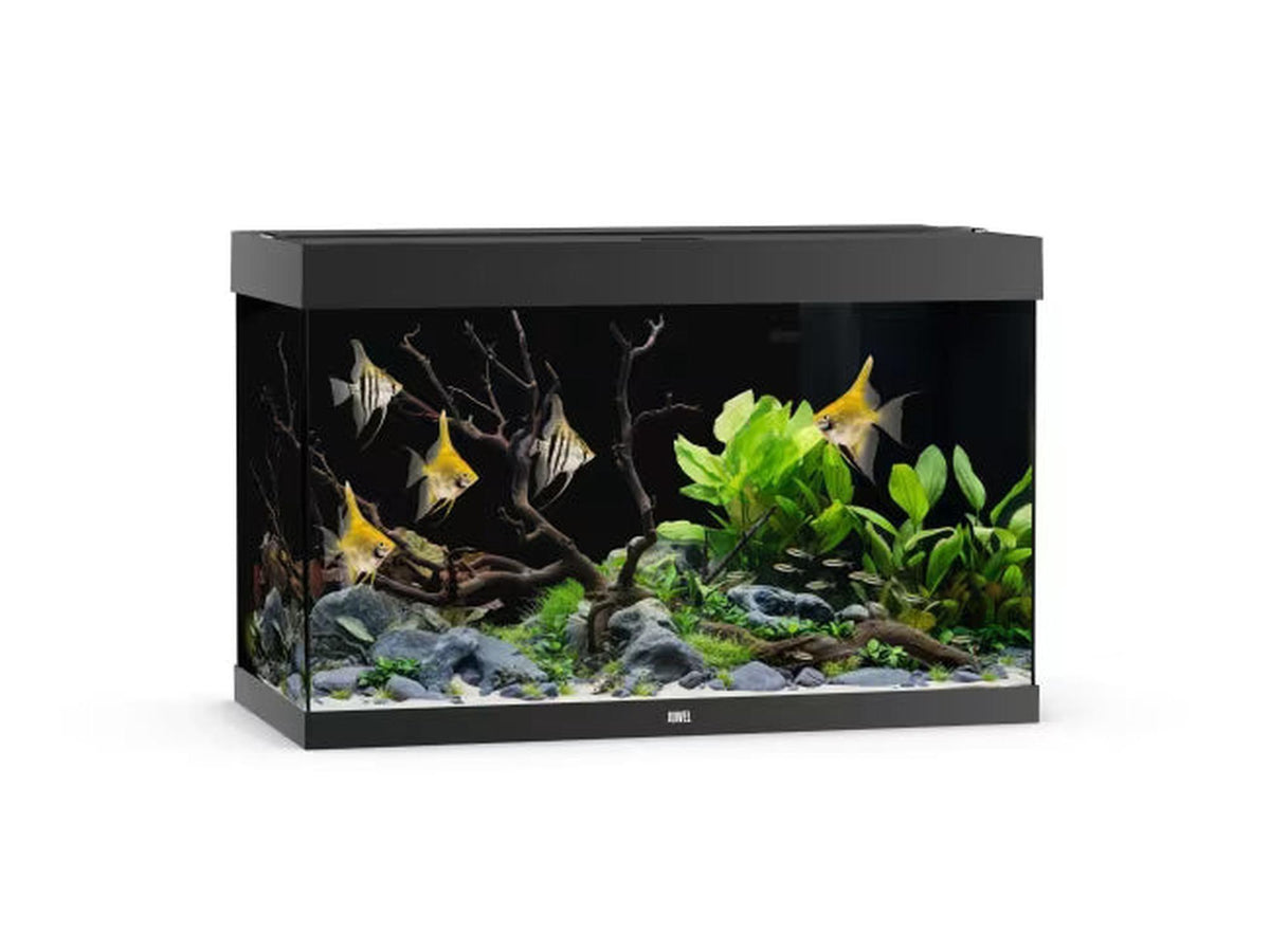 Juwel Rio 125L-450L svart rektangulært akvarium med fisk, planter og dekor.