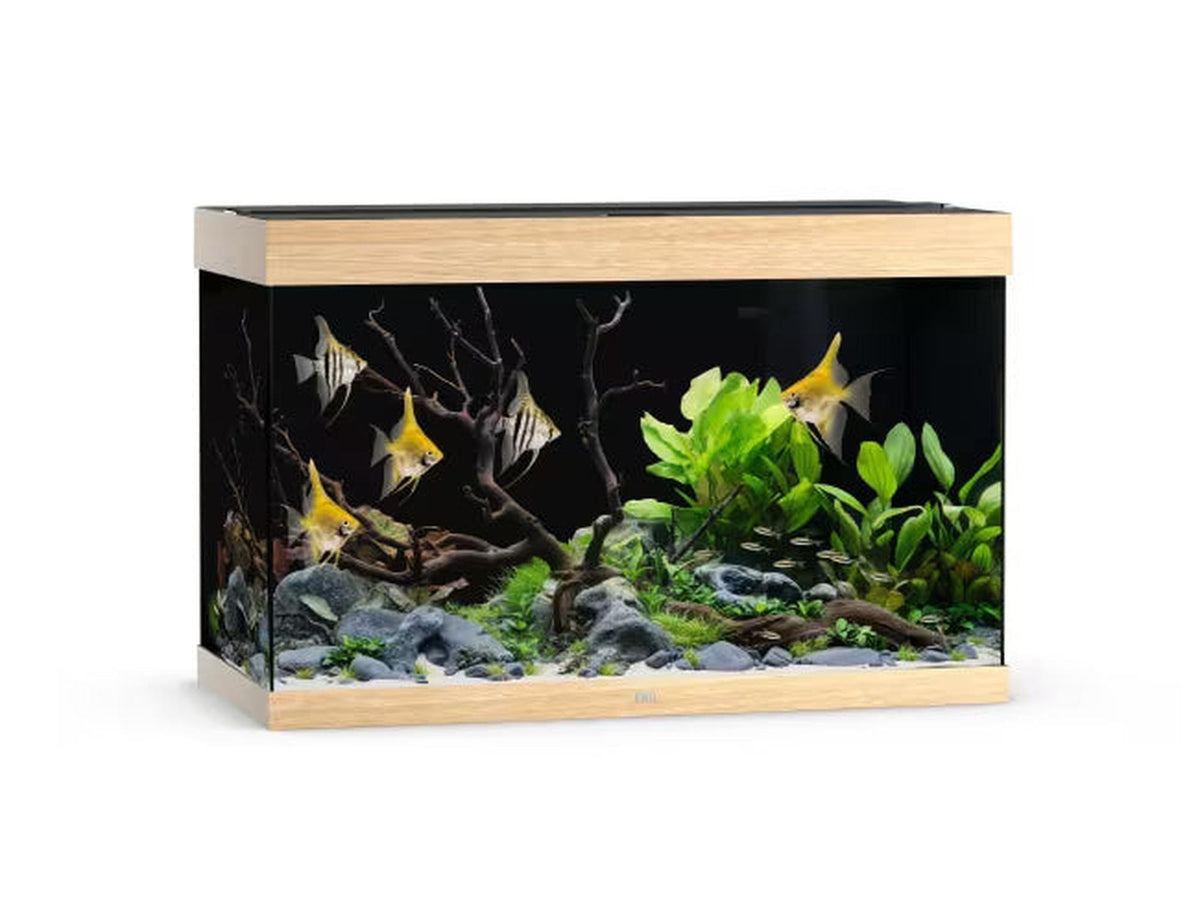 Juwel Rio akvarium i eik, fylt med englefisk, planter og dekor.