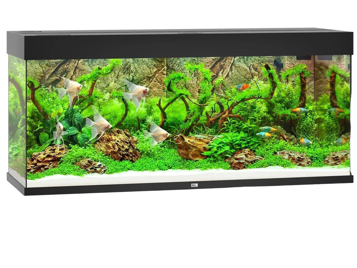 Juwel Rio 240L svart akvarium med fisk, planter, og dekor.