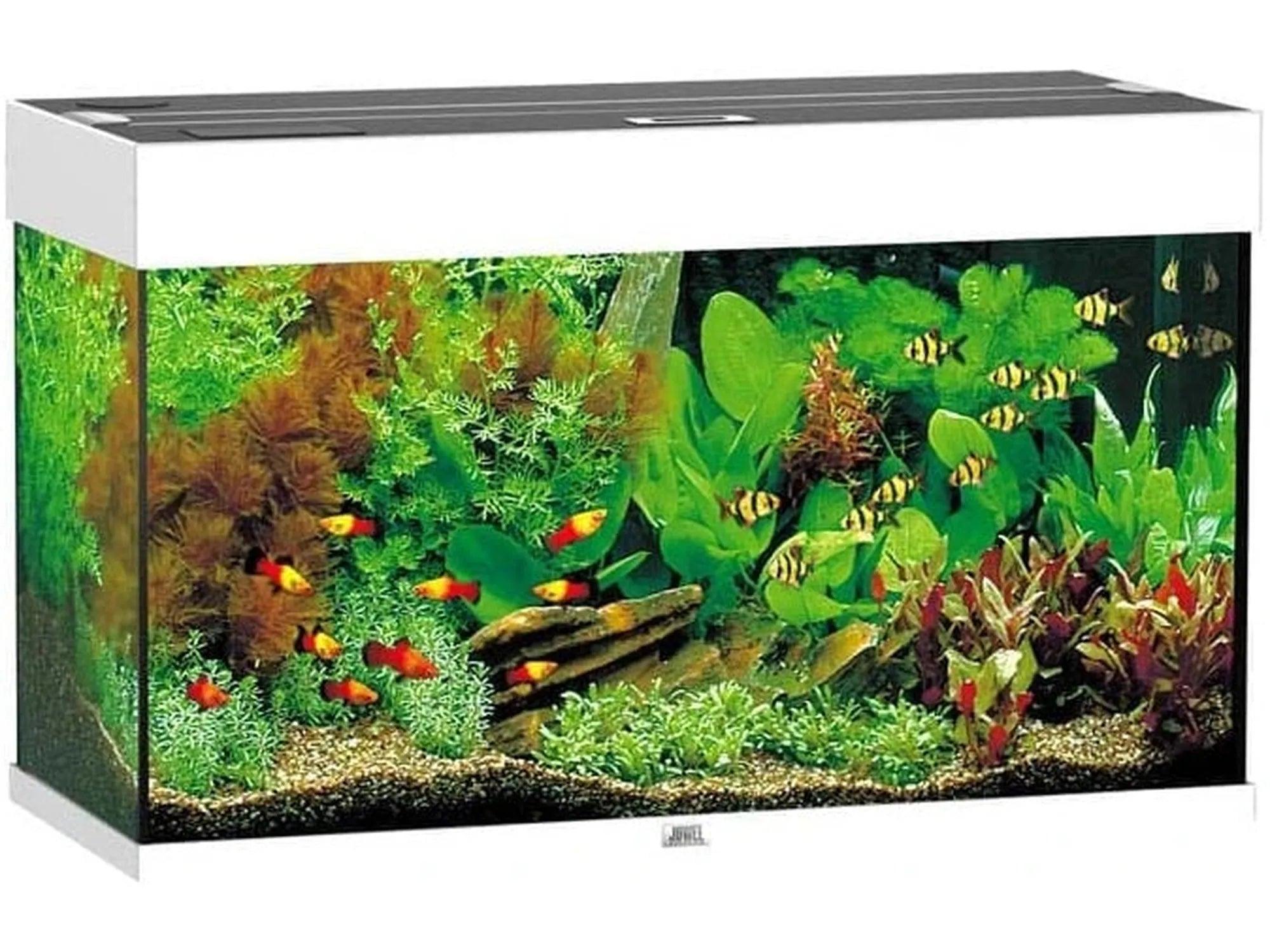 Juwel Rio akvarium i hvitt med fisk og planter, komplett med LED-belysning.