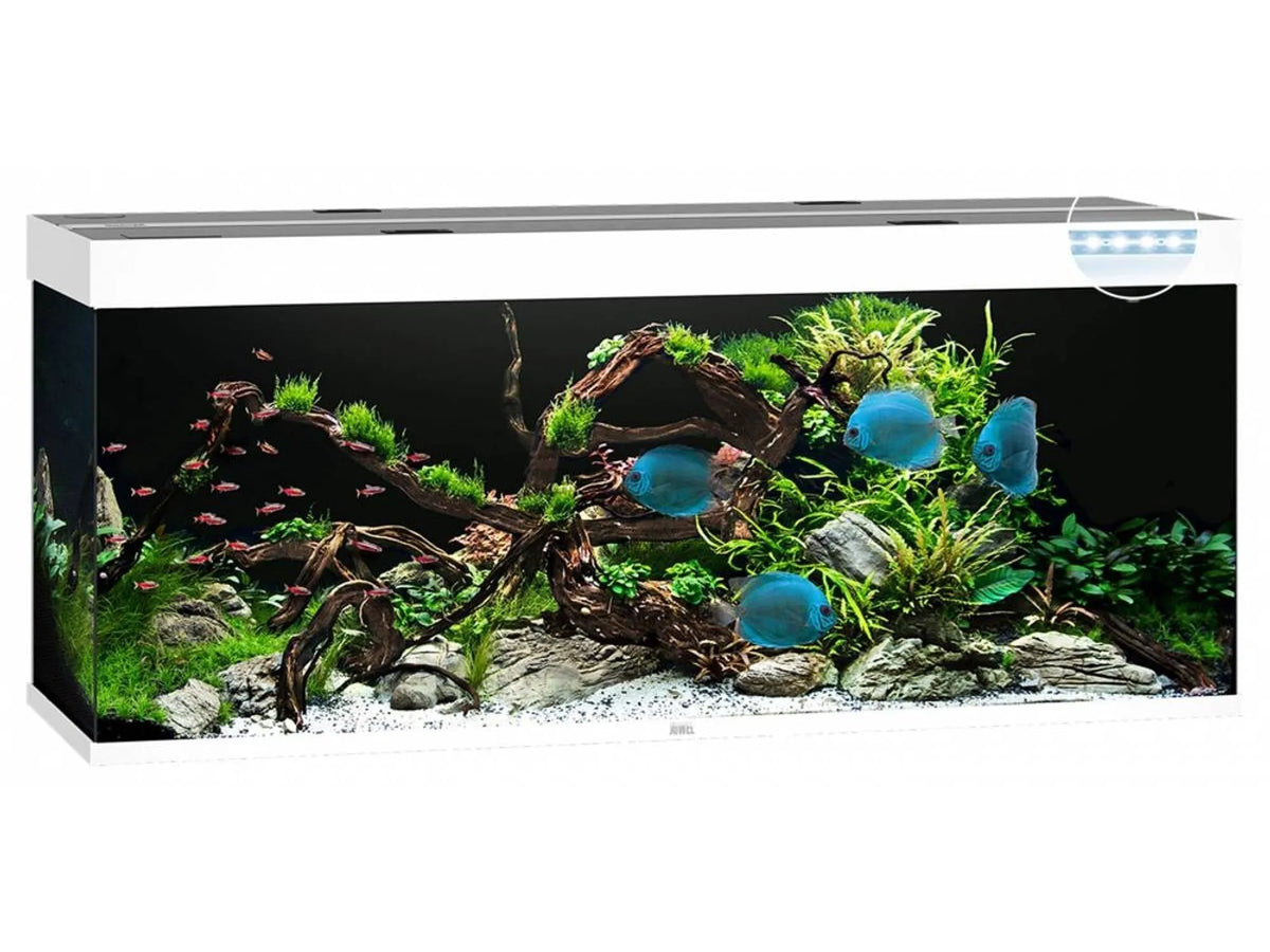 Juwel Rio akvarium i hvitt med blå diskusfisk, røde tetra, planter og drivved.