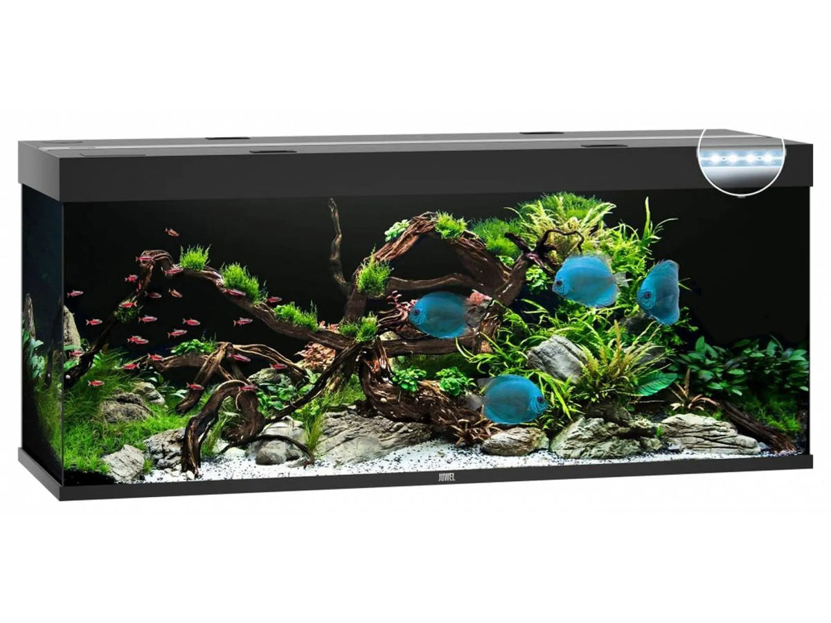 Juwel Rio rektangulært akvarium i svart med LED-belysning, innredet med planter og fisk.
