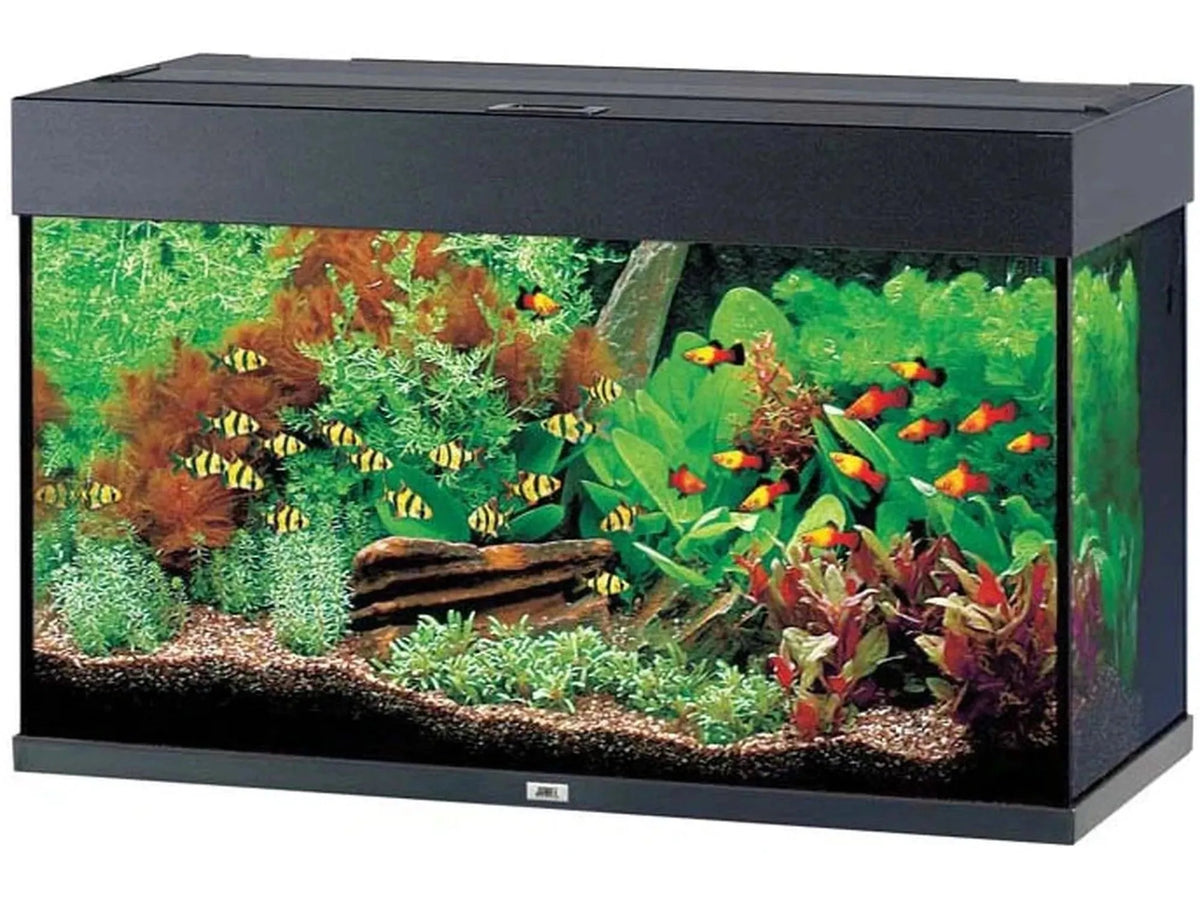 Svart Juwel Rio akvarium med fisk og planter, komplett med LED-belysning og filtersystem.