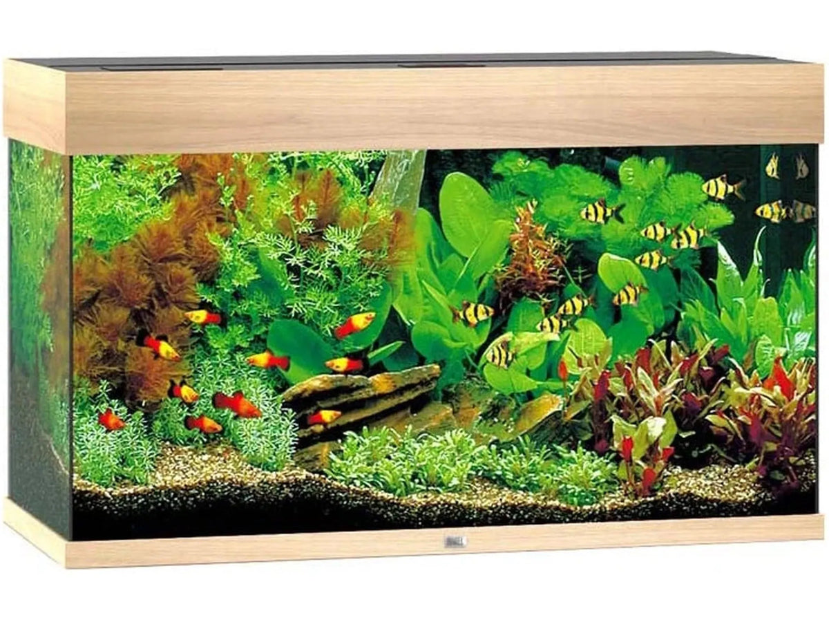 Juwel Rio akvarium i lyst treverk med fisk og planter, komplett med LED-belysning.