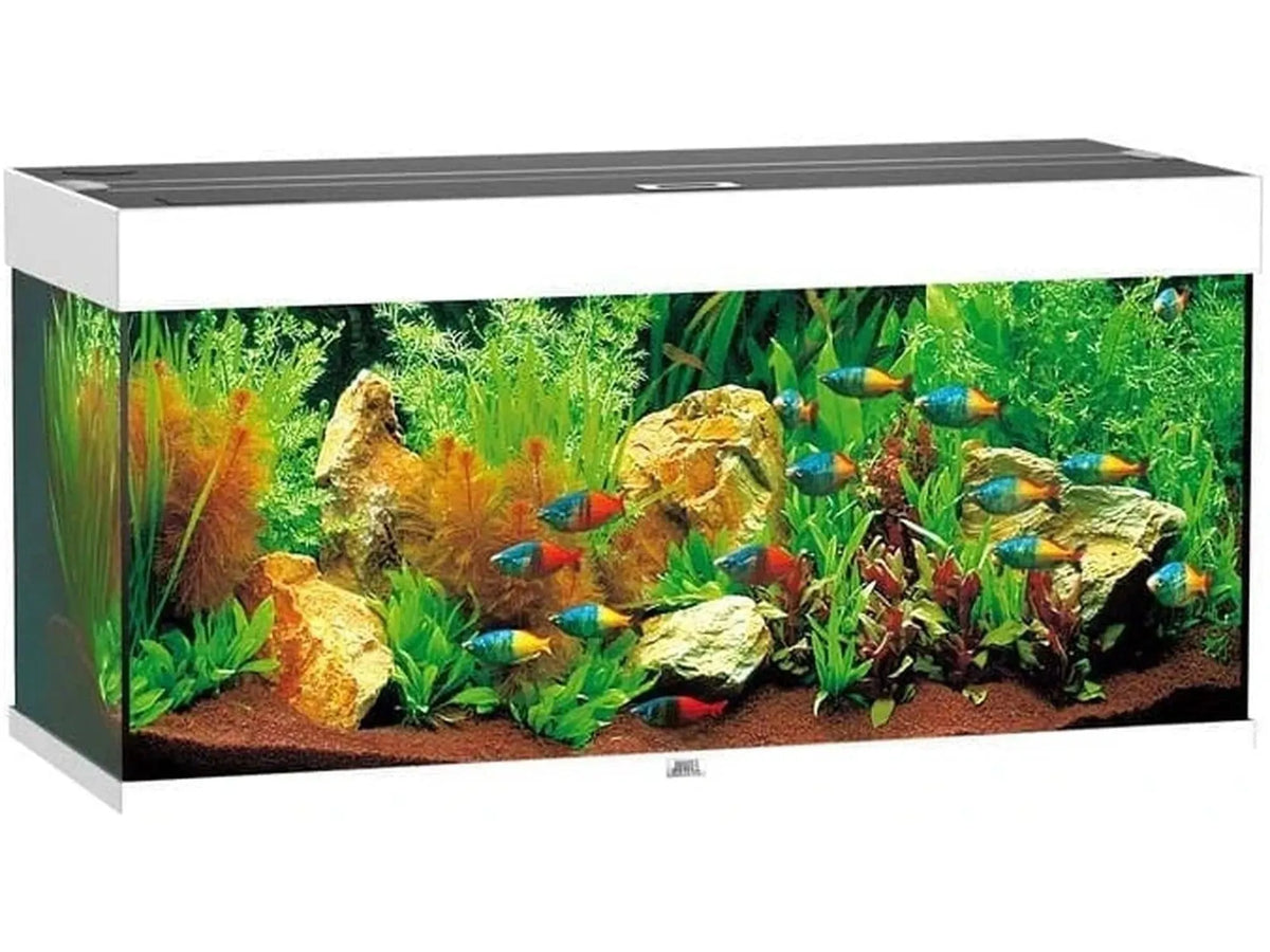 Juwel Rio akvarium i hvitt, fylt med fargerike fisker, planter og steiner.