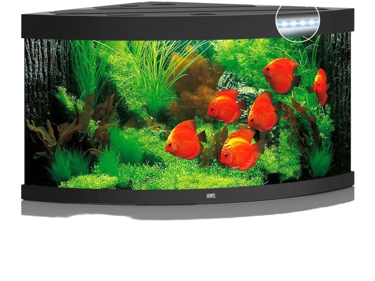 Svart Juwel Trigon hjørneakvarium med buet front, LED-lys, planter og røde fisker.