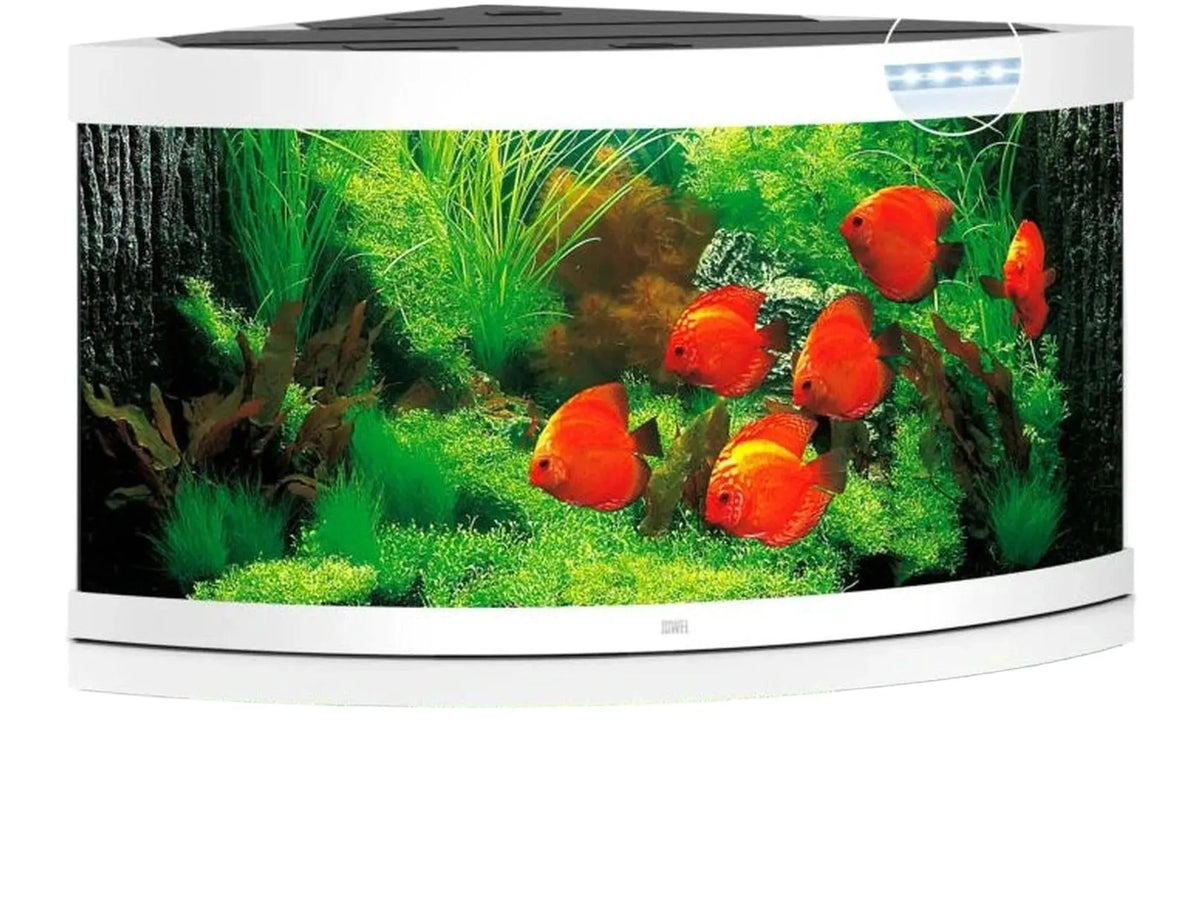 Hvit Juwel Trigon hjørneakvarium med buet front, LED-belysning og frodig innredning med røde fisker.