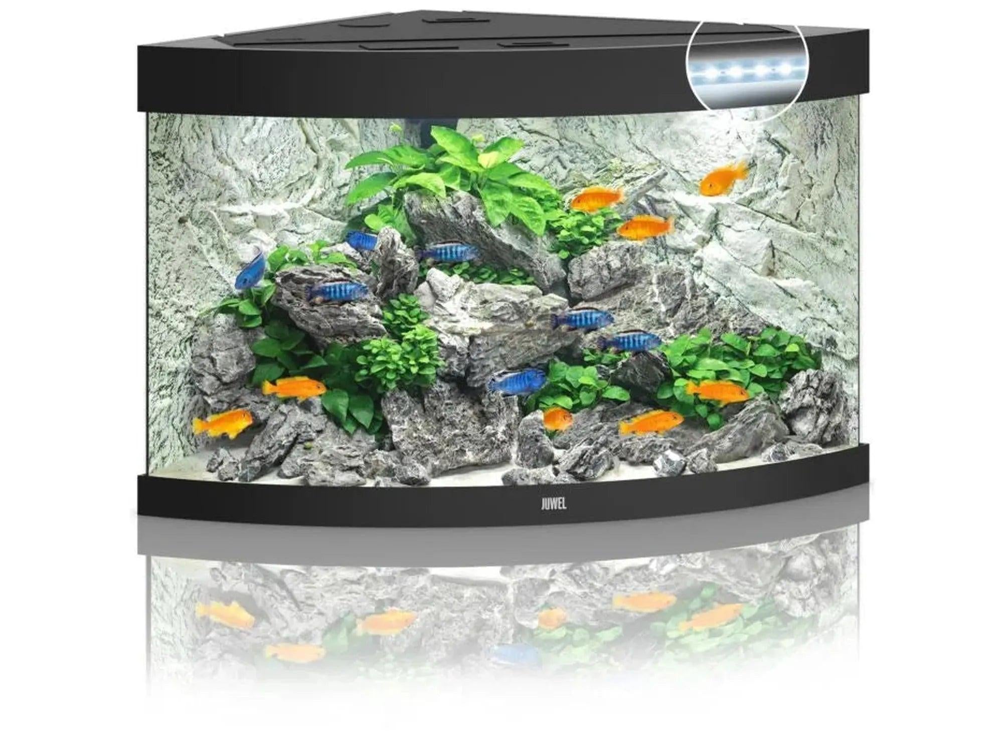 Svart Juwel Trigon hjørneakvarium med buet front, LED-lys, fisk og innredning.