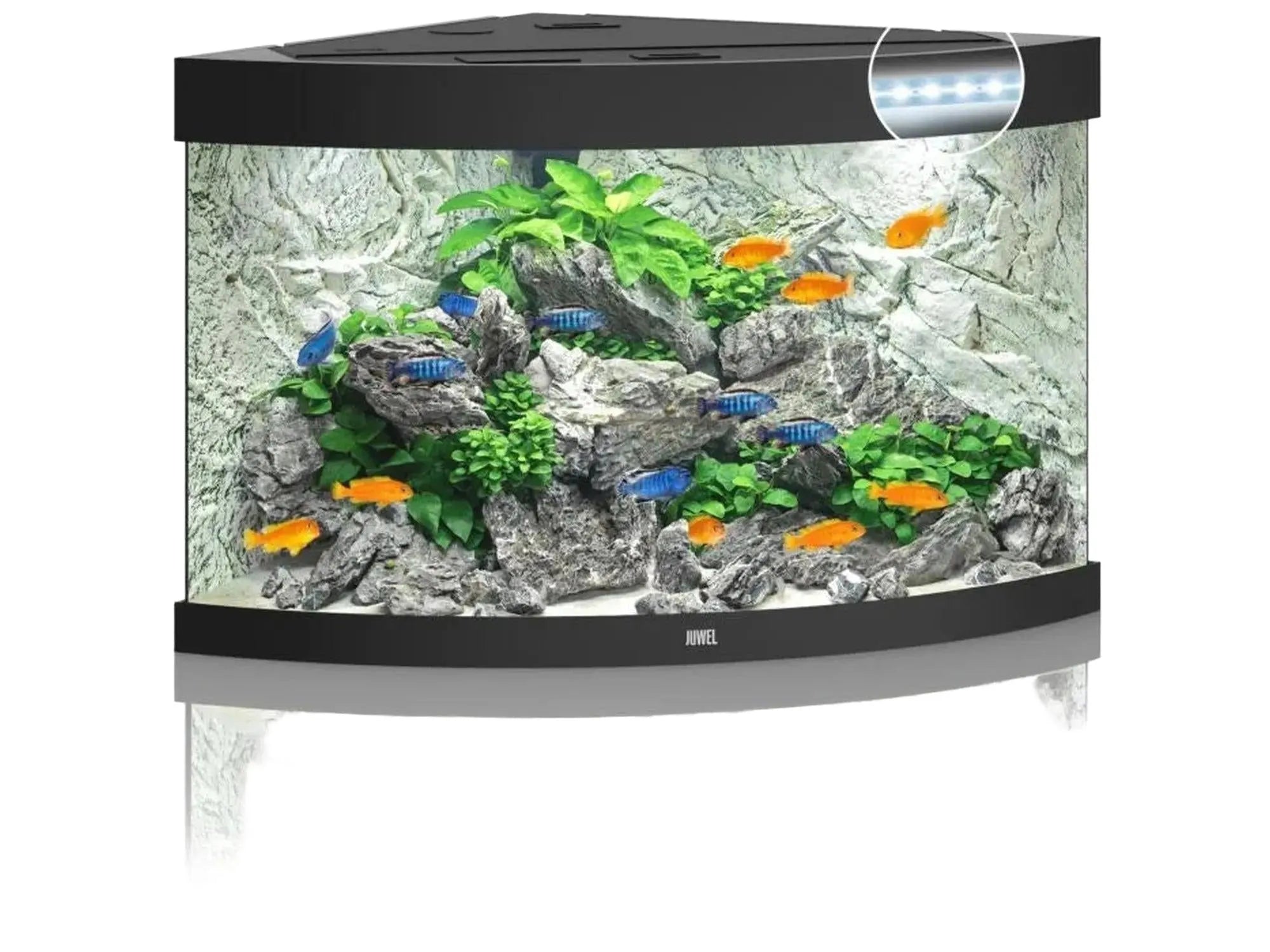 Svart Juwel Trigon hjørneakvarium med buet front, LED-lys, fisk og innredning.