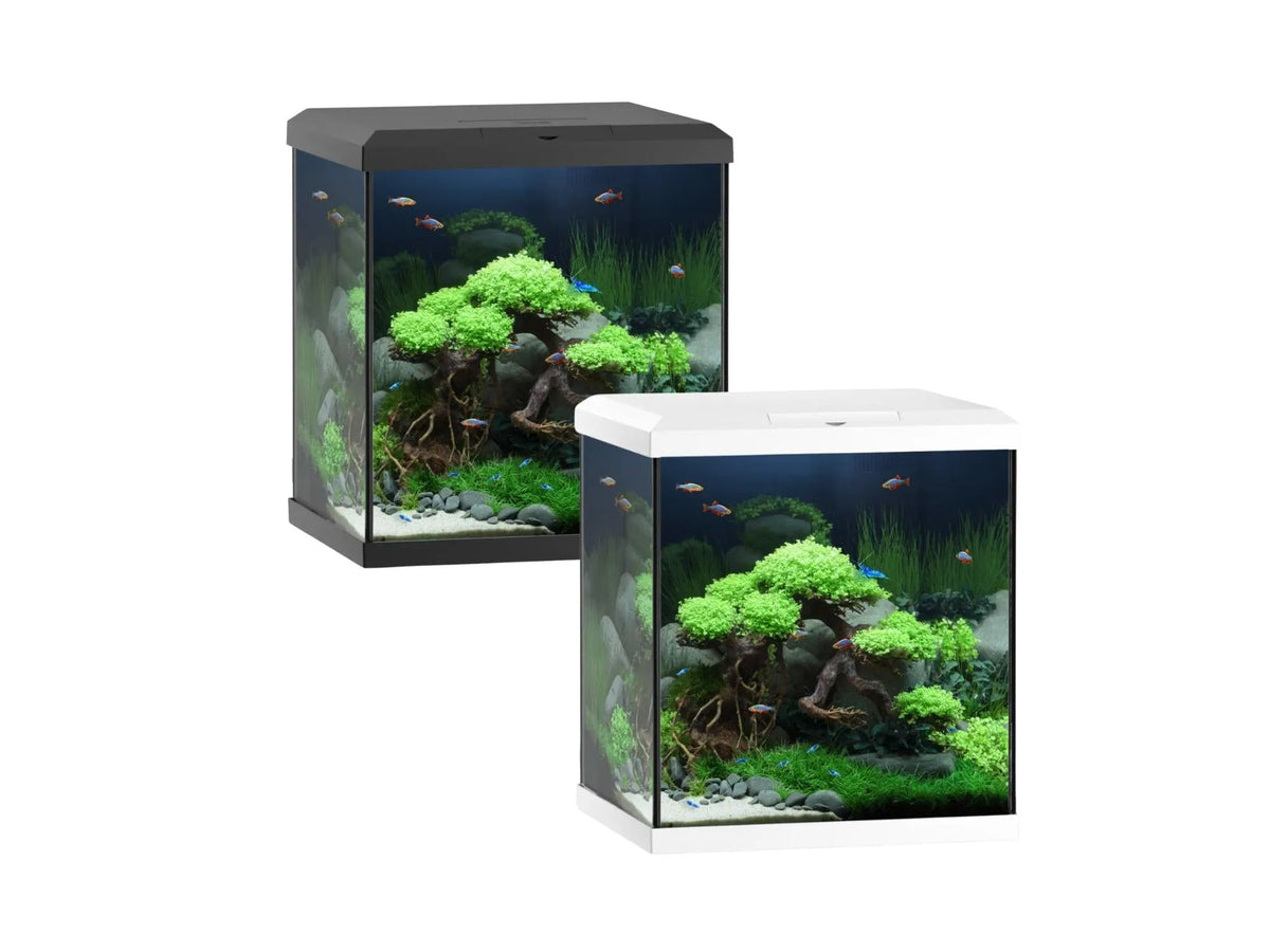 To Juwel Vio Cube 54L akvarier, ett med sort og ett med hvitt lokk, med LED-lys og innredning.