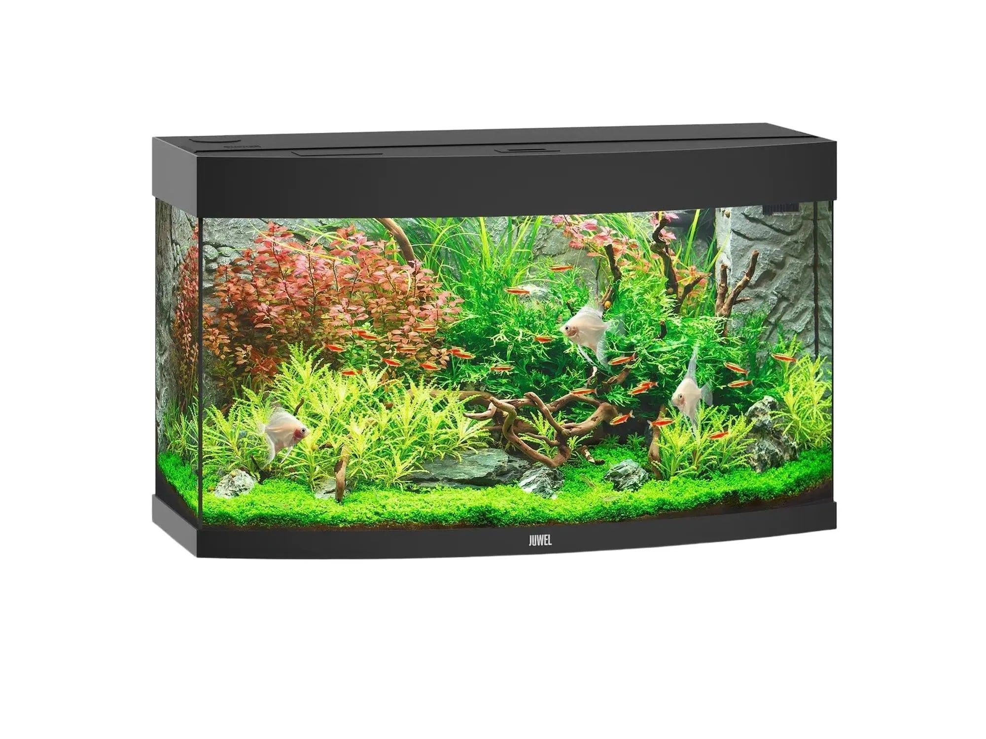 Svart Juwel Vision buet akvarium med planter og fisk.