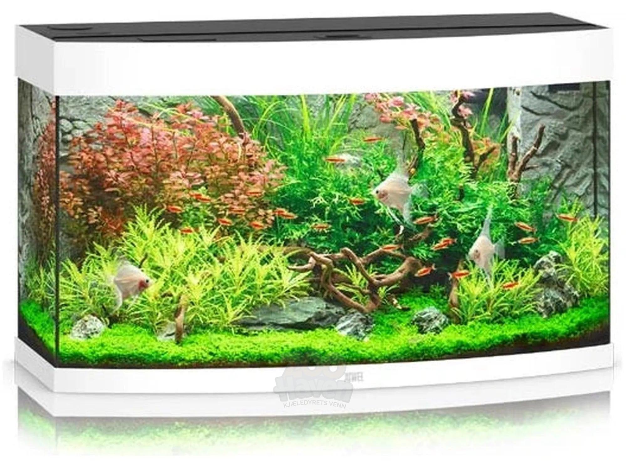 Juwel Vision Buet Akvarium