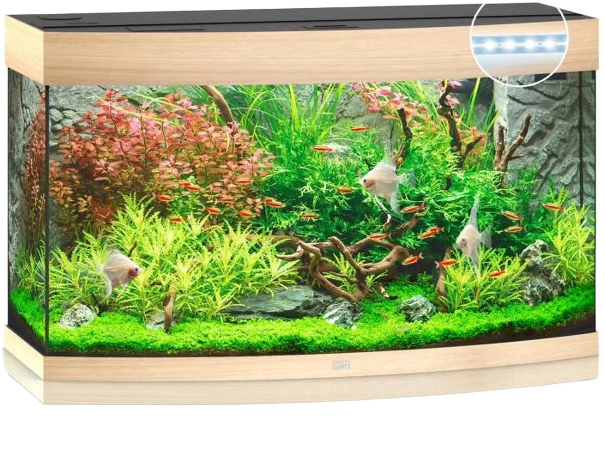 Juwel Vision buet akvarium i eik med LED-belysning, innredet med planter og fisk.