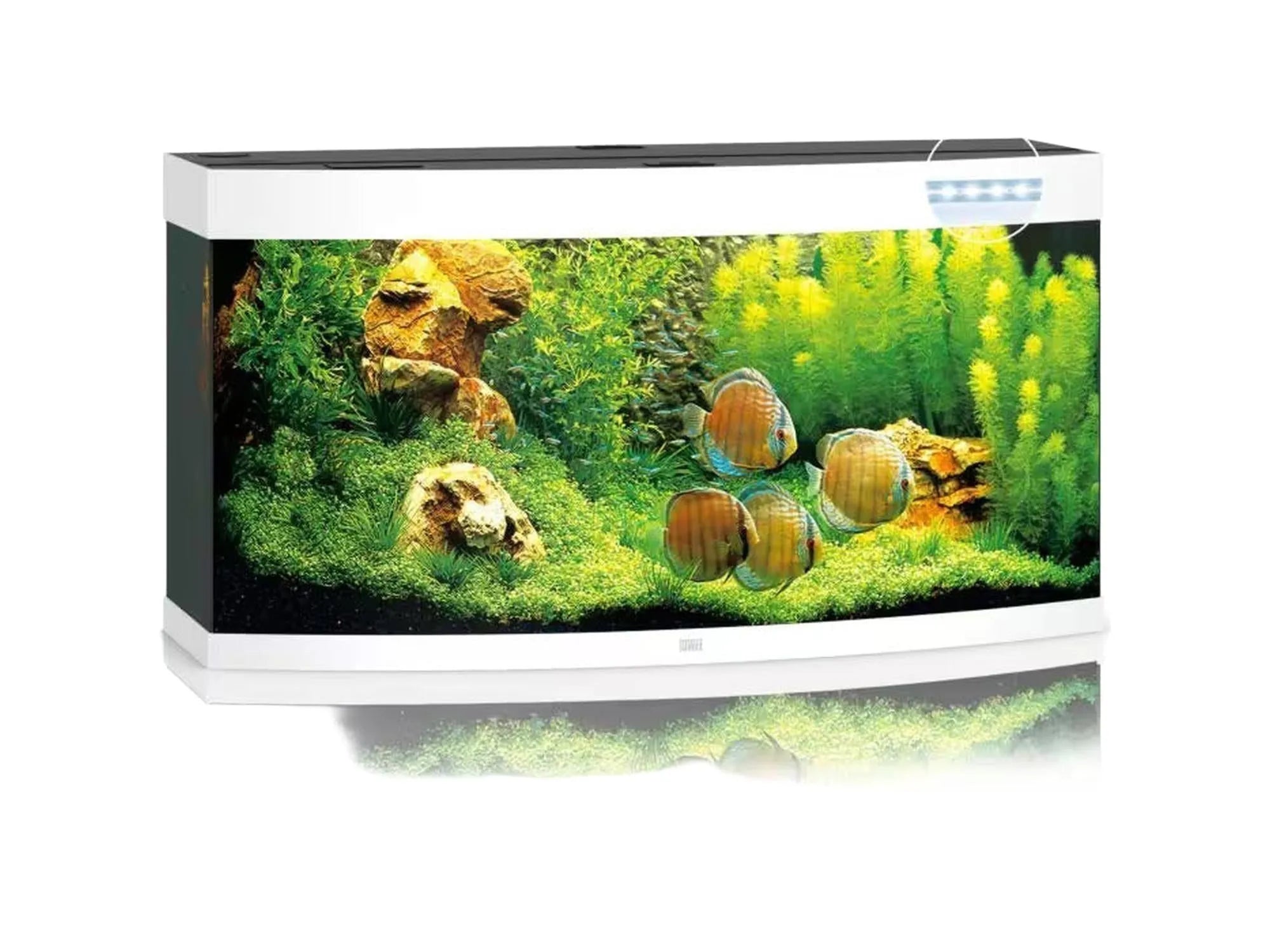 Juwel Vision buet akvarium i hvit med grønne planter, steiner og fire diskusfisker.