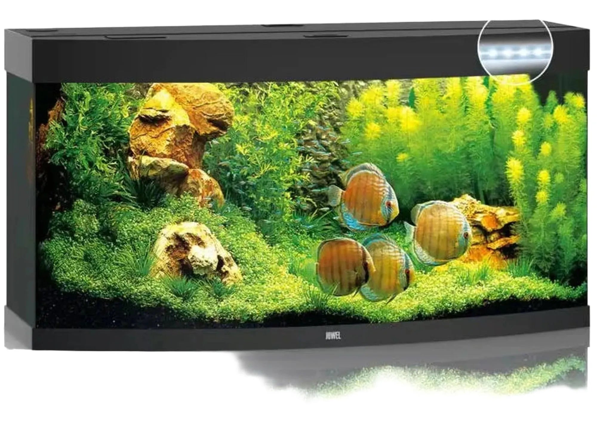 Svart Juwel Vision akvarium med buet frontglass, LED-belysning, planter og fire diskusfisker.