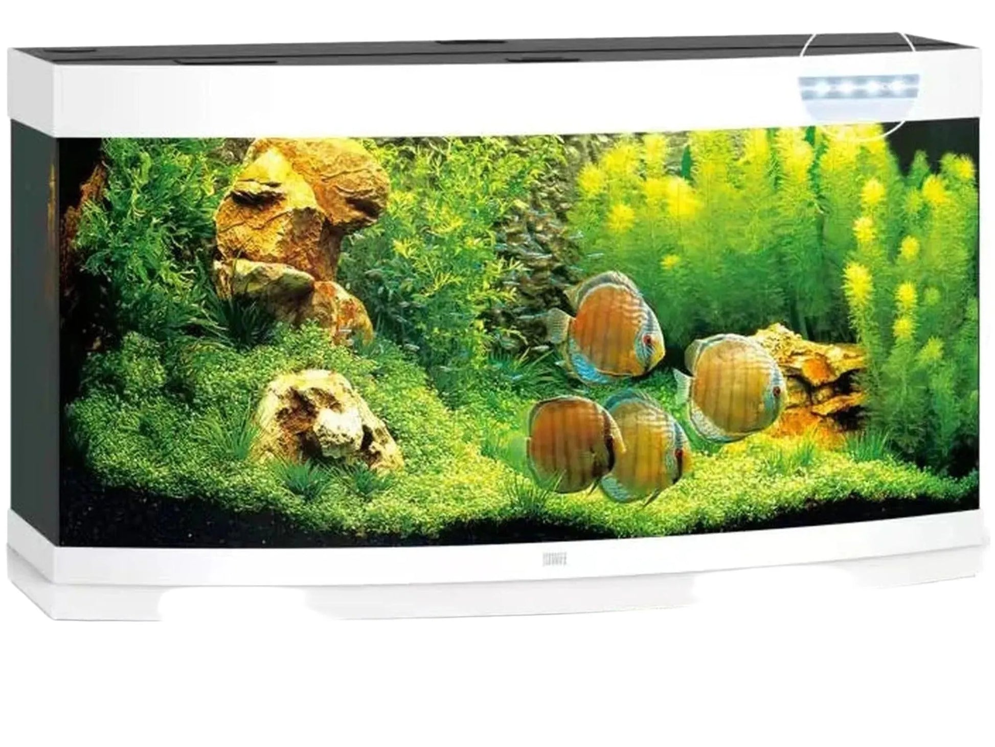 Hvit Juwel Vision buet akvarium med grønne planter, steiner og fire diskusfisk.