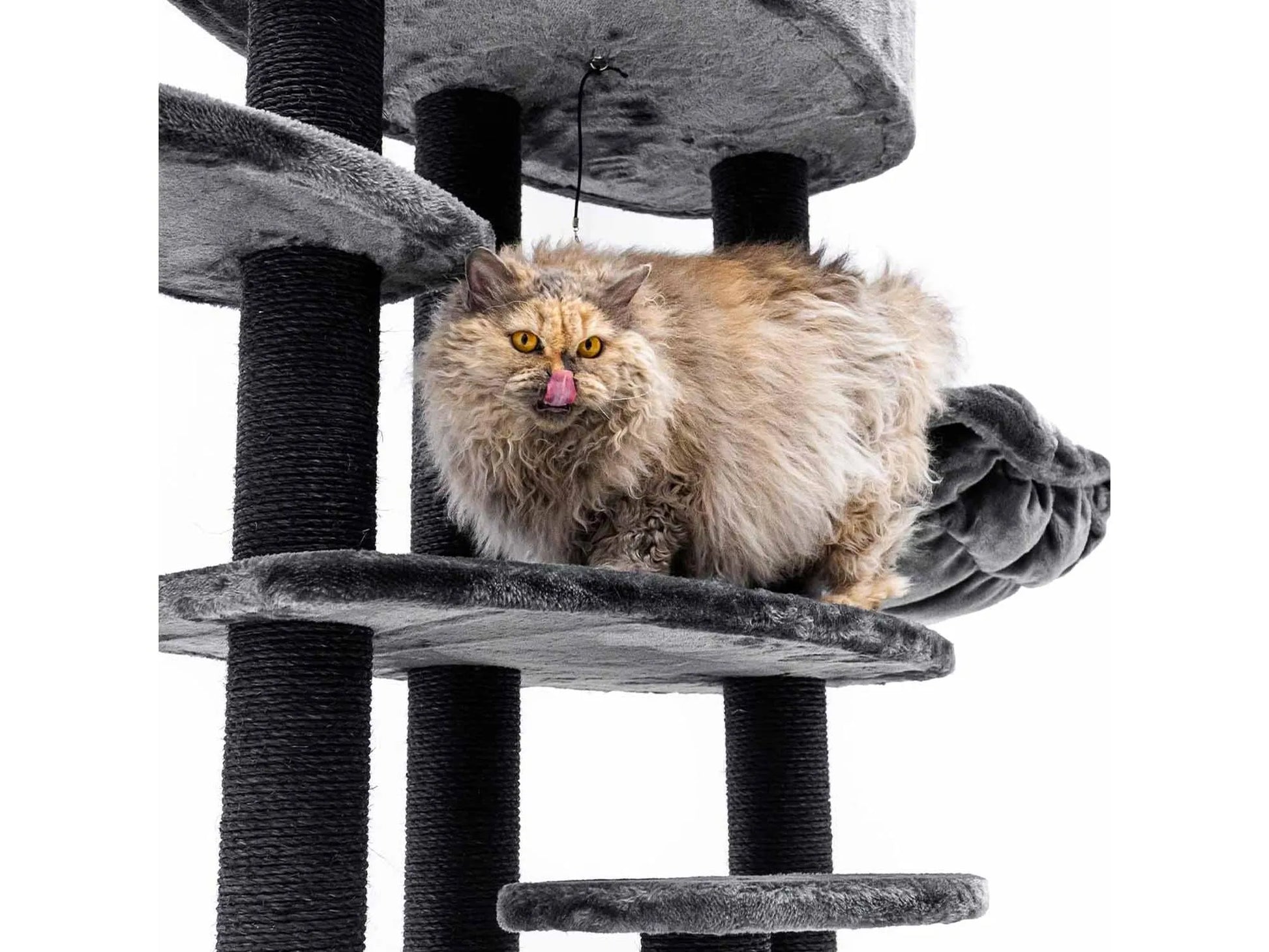 Petrebels Alexandra 127 med katt