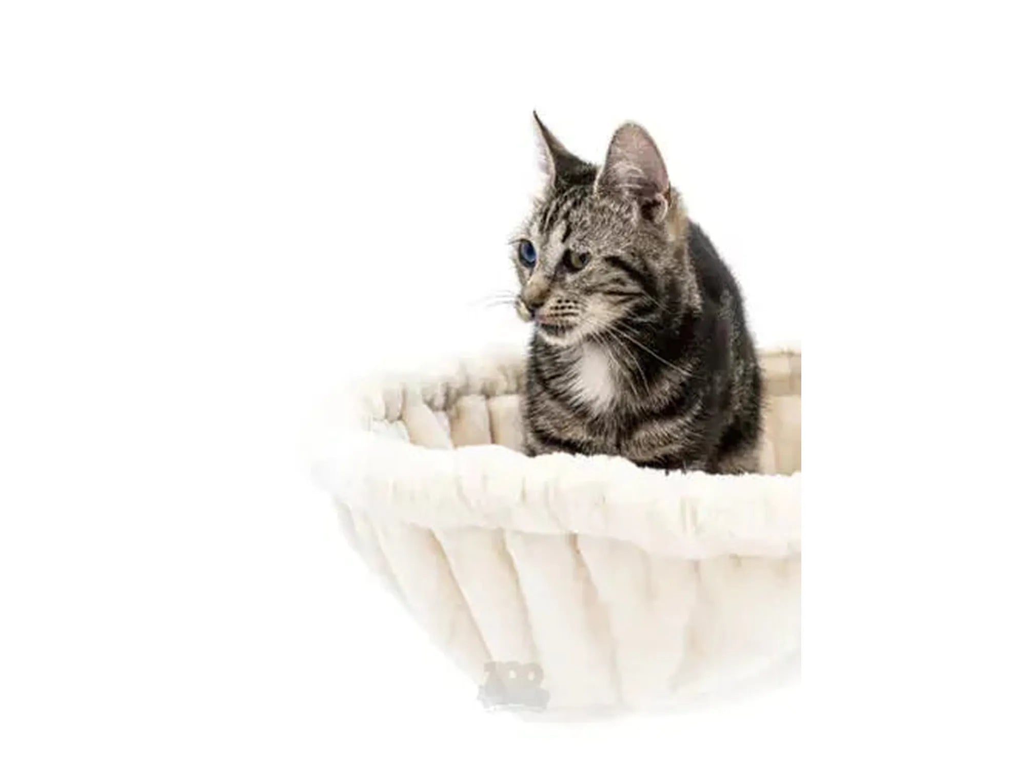 Tabby katt i en luksuriøs, kremfarget plysjkurv fra Cat Tree Charlotte 134.