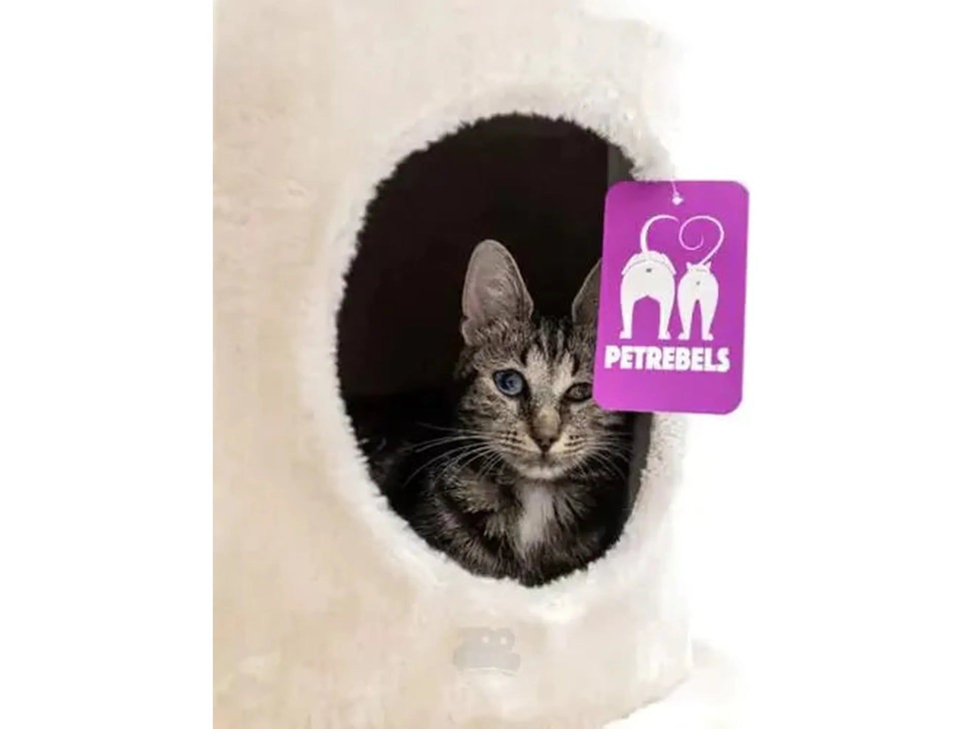 Tabby cat i en koselig, kremfarget Petrebels Charlotte 134 kattehule med lilla merkelapp.