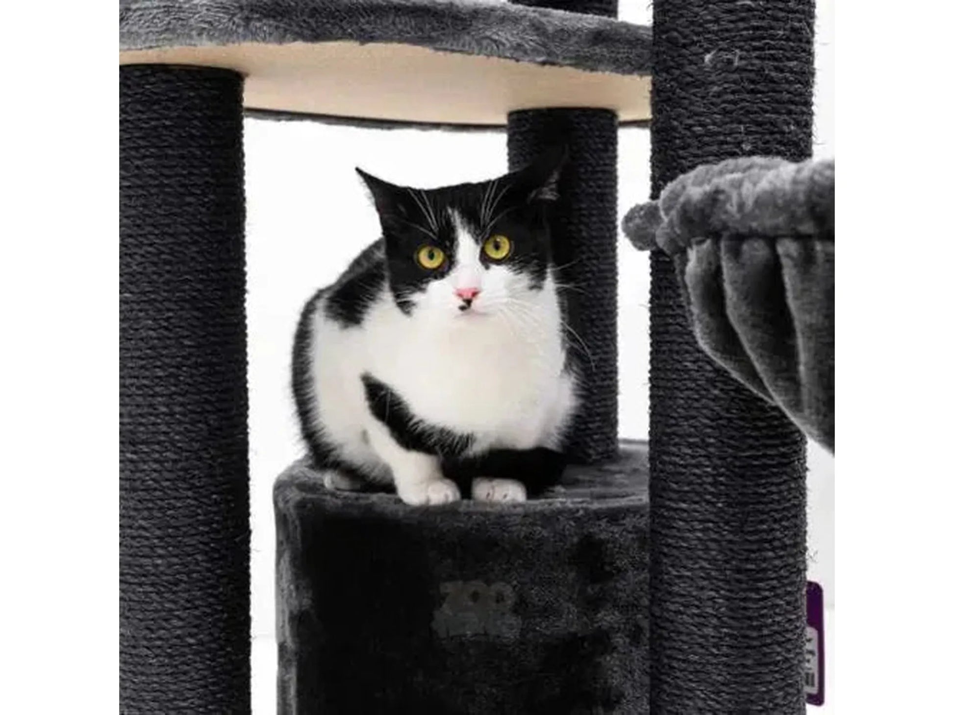 Svart og hvit katt på et grått, luksuriøst Petrebels Charlotte 134 kloretre med sisalstolper.
