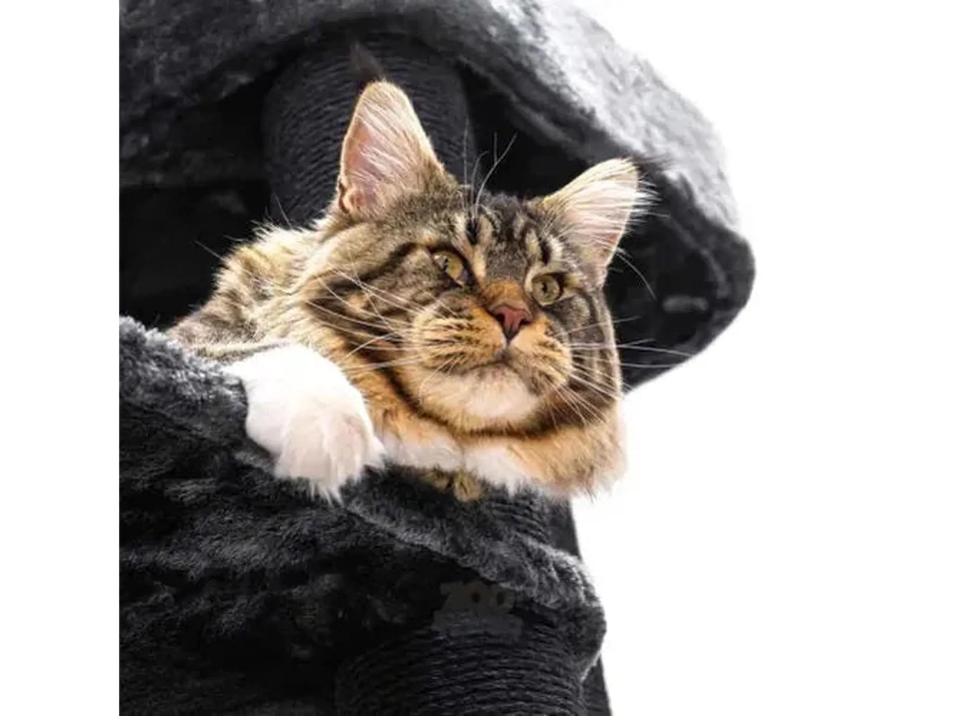 Brunstripet Maine Coon katt i en grå, myk liggekurv på et kloretre.
