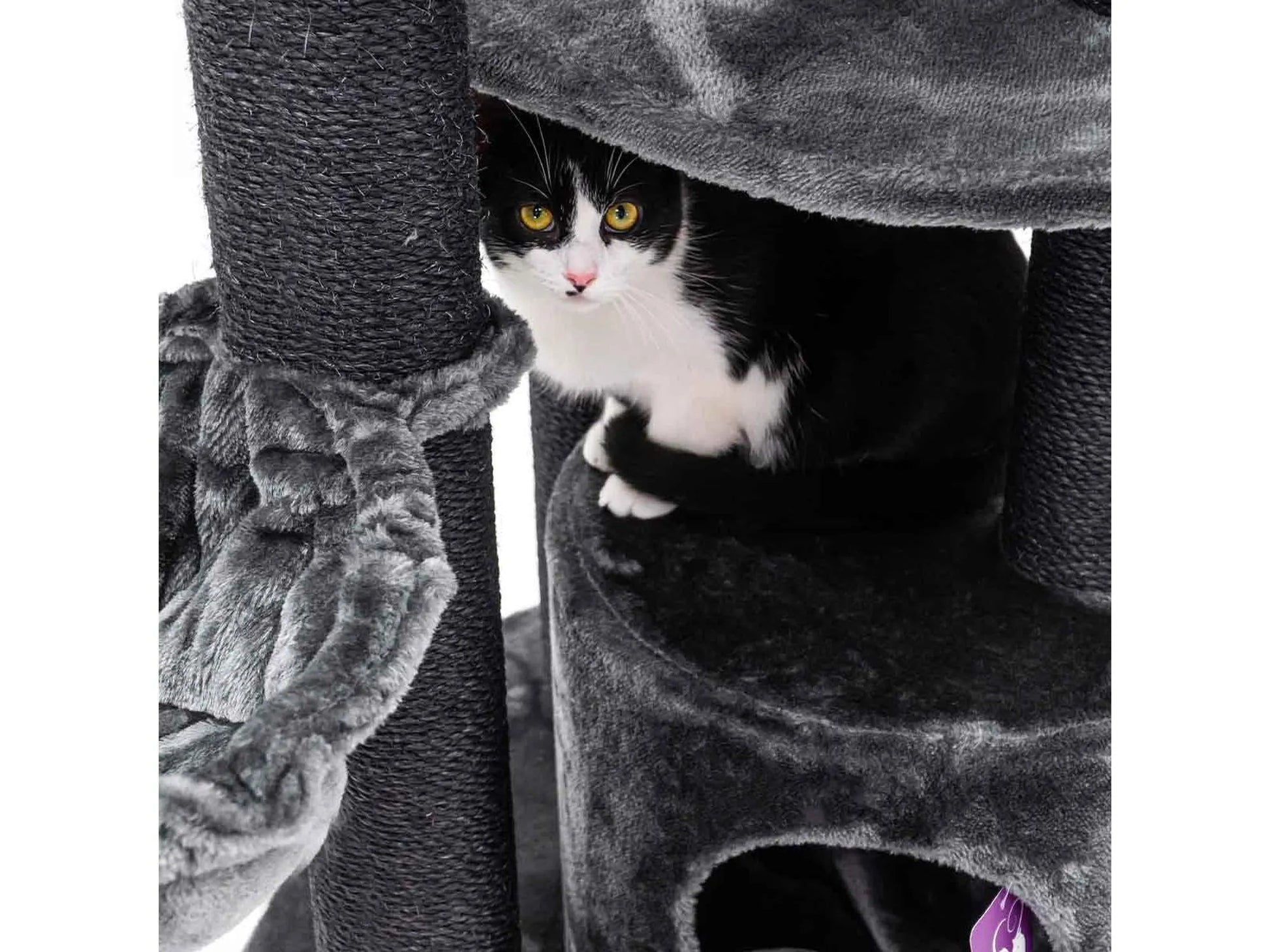 Petrebels Charlotte 180 med katt